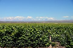 07-16 The Vineyard At Pulenta Estate With Cerro Tupungato Mountain Range Behind On Lujan de Cuyo Wine Tour Near Mendoza.jpg